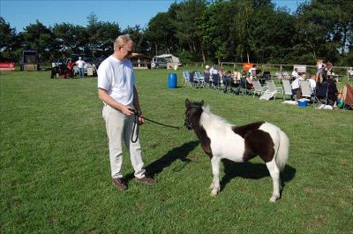 Shetlænder Sandgaardens .W. Djipsy - .. billede 3