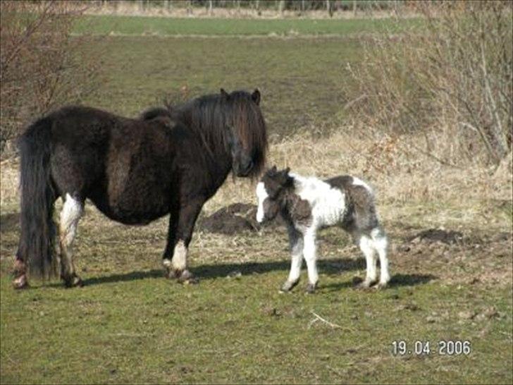 Shetlænder Sandgaardens .W. Djipsy - Ikke ret gammel ( få dage) billede 6