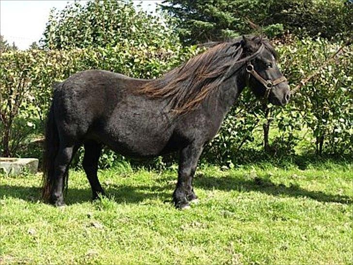 Shetlænder Clivocast Rebeka - Velkommen :) billede 1