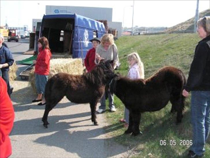 Shetlænder Clivocast Rebeka - Lige kommet hjem fra shetlandørene billede 6