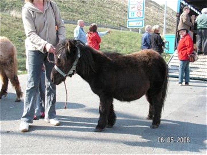 Shetlænder Clivocast Rebeka - lille rebeka billede 4