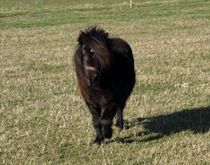 Shetlænder Clivocast Rebeka - nu`? billede 2