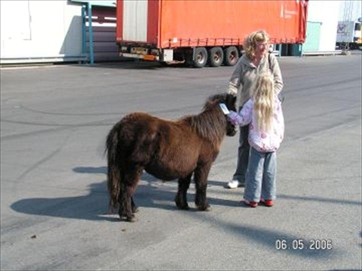 Shetlænder Clivocast Rebeka - min lille hyp billede 5