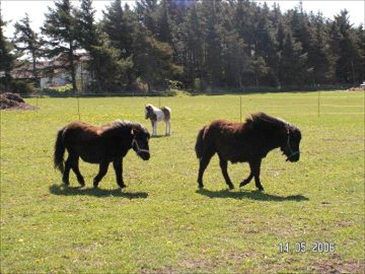 Shetlænder Clivocast Rebeka - hjemme i vittrup billede 7