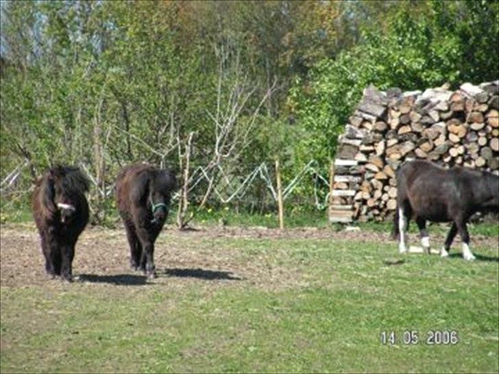 Shetlænder Clivocast Rebeka - ::: billede 3