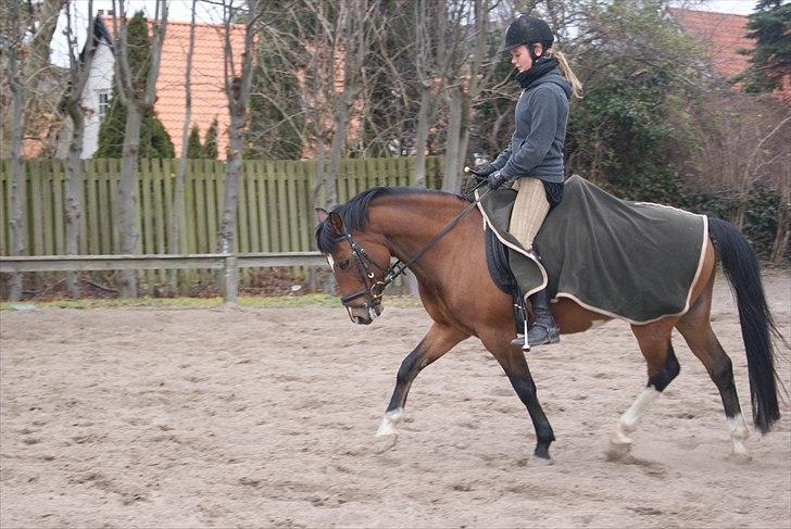 New Forest Marron (PART) - Opvarming d. 29/3 billede 19