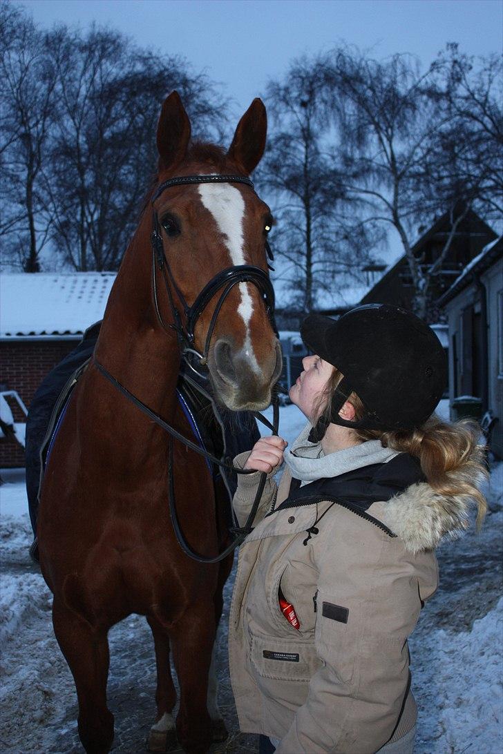 Oldenborg Wonderfull Fly RIP - Sidste dag med min stjerne :( Savner dig Flubbe, men jeg ved det var det eneste rigtige at gøre, desværre. RIP billede 16