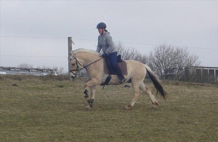 Fjordhest Møltrup Odin - SOLGT - R.I.P - Galop : Træning d. 30/3-11 billede 7