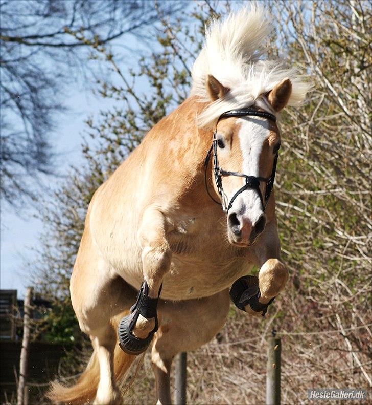 Haflinger Pasja billede 1