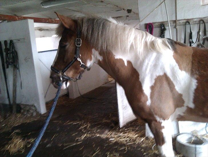 Pinto Balou <3 (elev) - I stalden billede 1