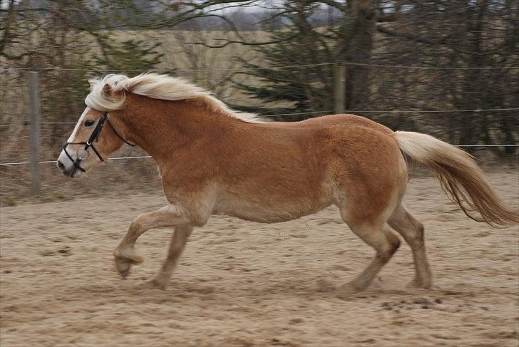 Haflinger Pasja - træning til kvadrille dyrskue 2012 billede 3