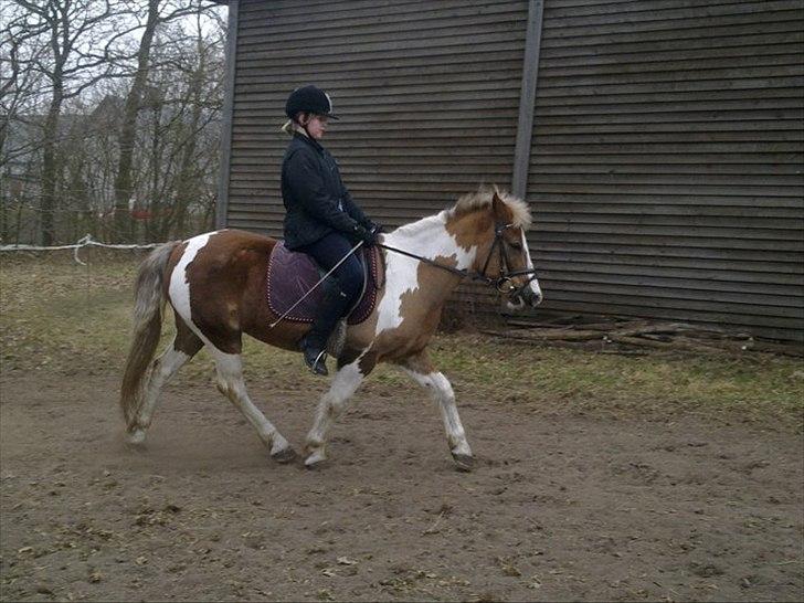 Pinto Balou <3 (elev) - Rider lige lidt :D billede 2