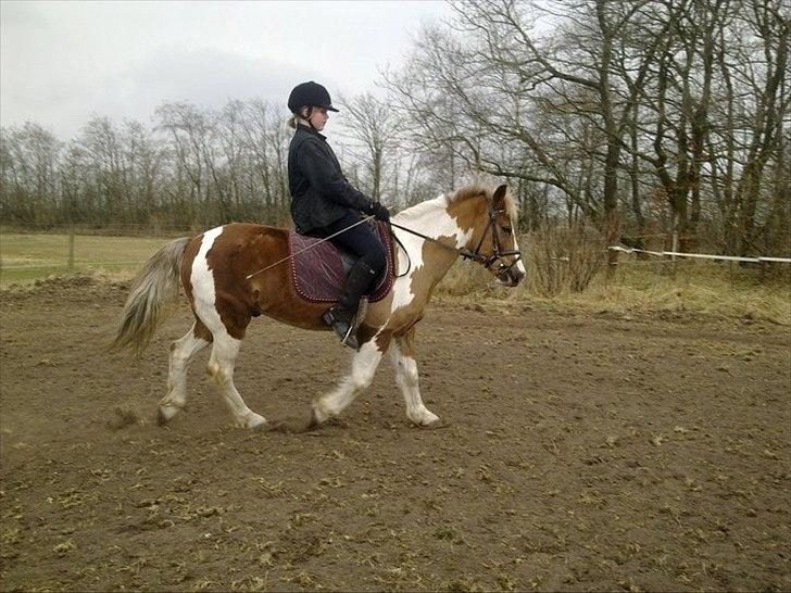 Pinto Balou <3 (elev) - Rider :D billede 3