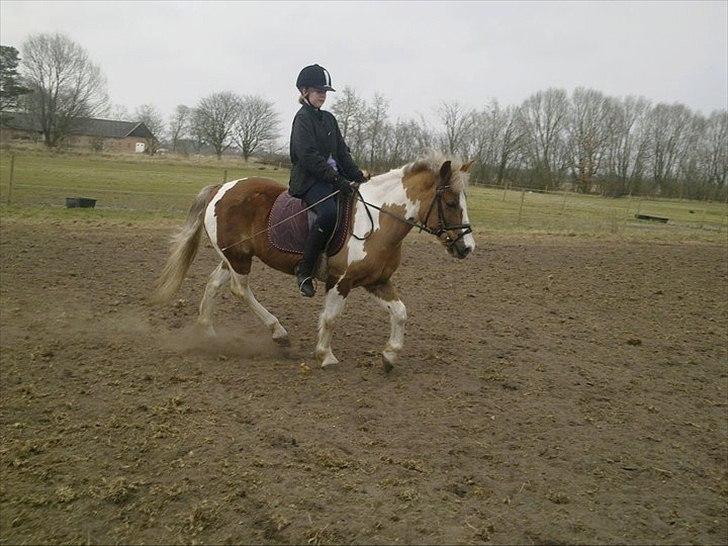 Pinto Balou <3 (elev) - Rider,rider,rider igen og igen :D billede 4