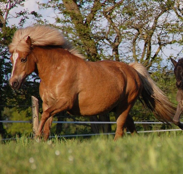 Islænder Djürfung fra Fårup billede 1