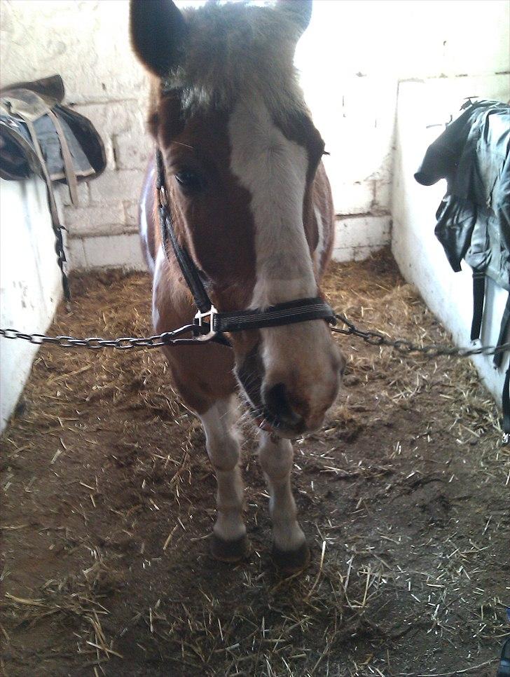 Pinto Balou <3 (elev) - I stalden billede 5