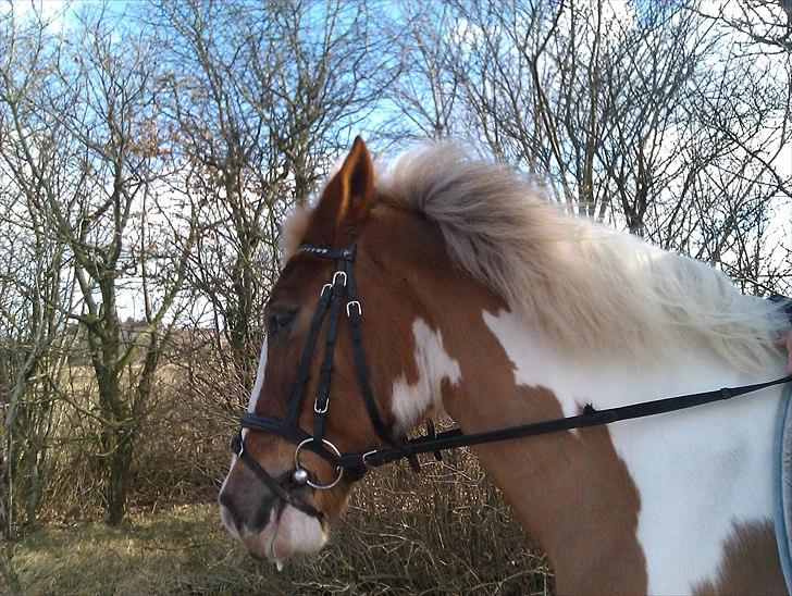 Pinto Balou <3 (elev) - Rider tur på ham ;D billede 6
