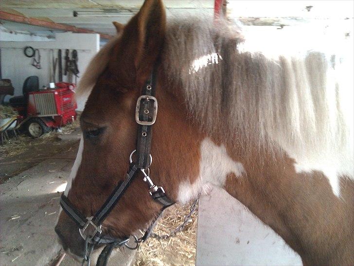 Pinto Balou <3 (elev) - Strigler ham  billede 7