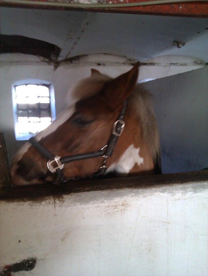 Pinto Balou <3 (elev) - I hans boks billede 8