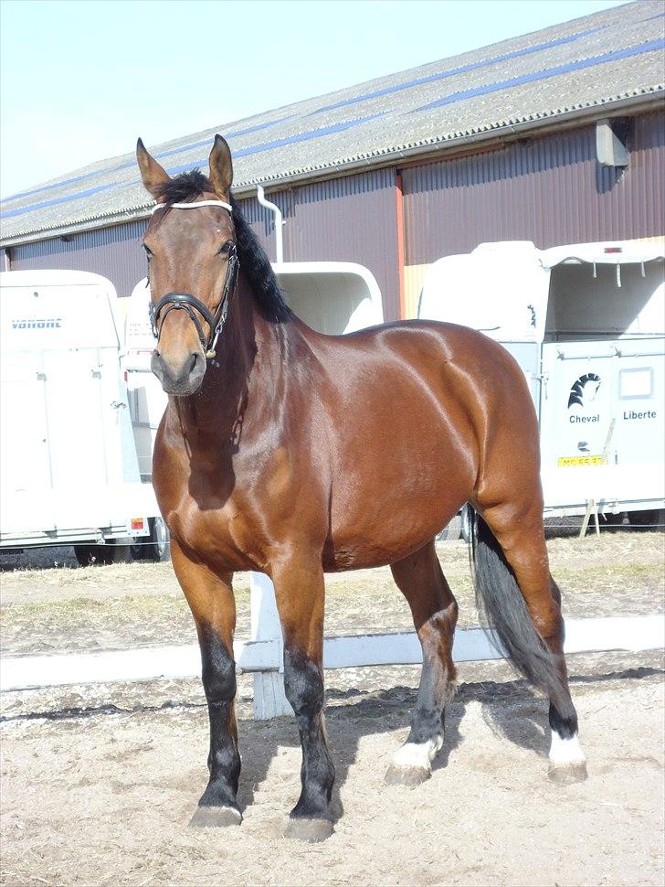 Oldenborg Cappútino RIP - *NYT indsat d. 30-03-2011* billede 12