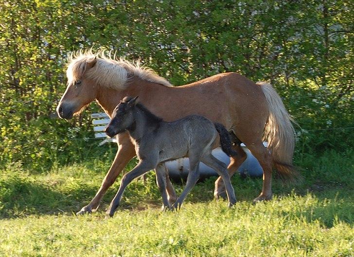 Islænder Djürfung fra Fårup billede 14