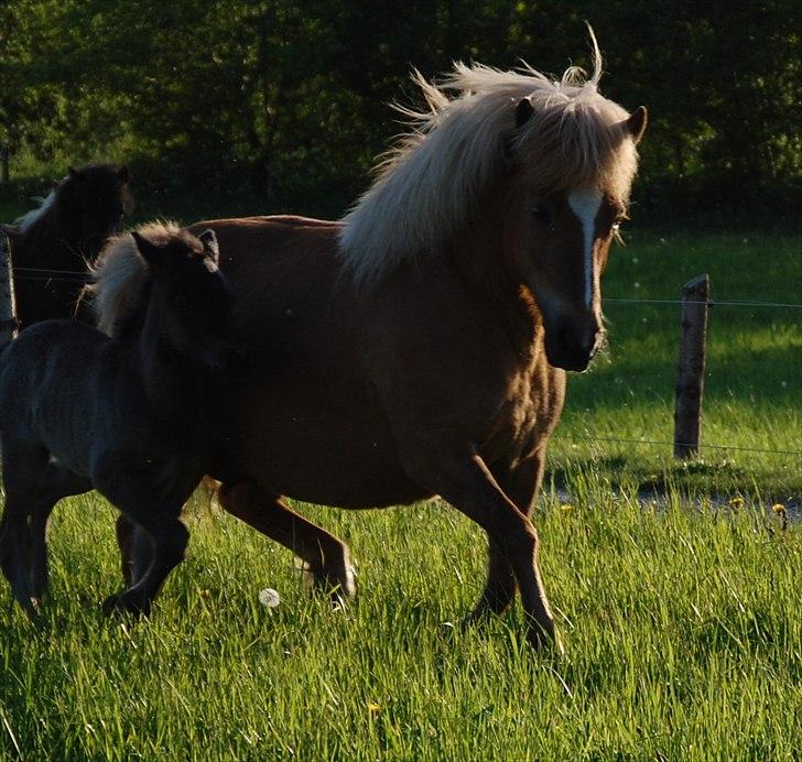 Islænder Djürfung fra Fårup billede 15