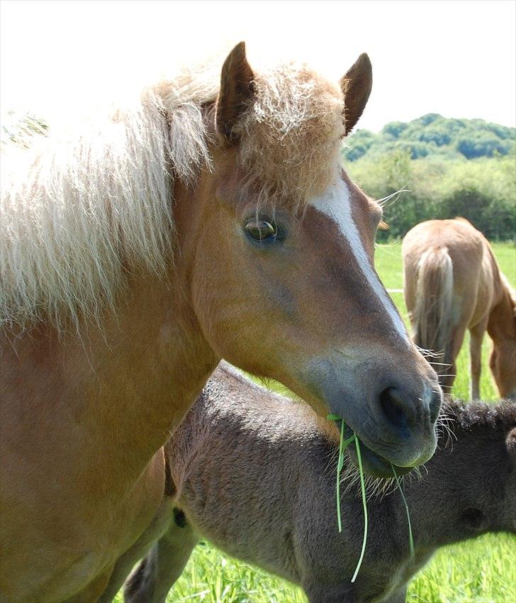 Islænder Djürfung fra Fårup billede 16