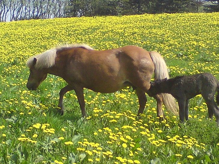 Islænder Djürfung fra Fårup billede 17