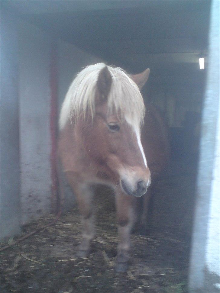 Islænder Djürfung fra Fårup billede 18