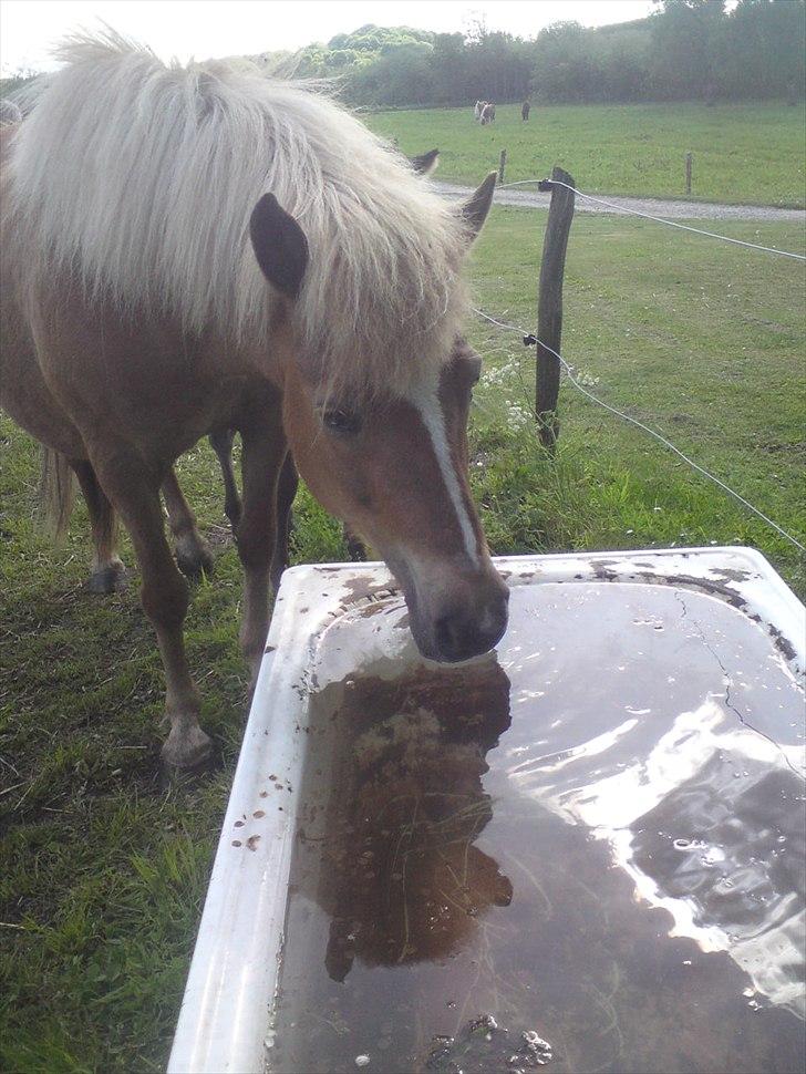 Islænder Djürfung fra Fårup billede 19