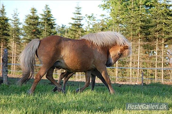 Islænder Djürfung fra Fårup billede 20