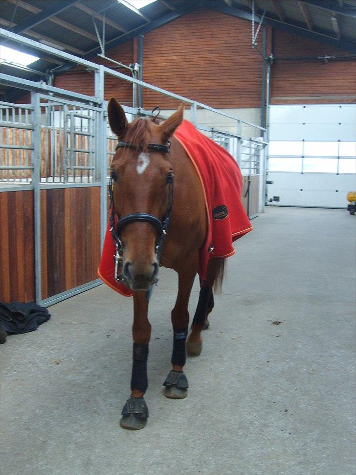 Hollandsk Varmblod Whitney - 30 marts.. God omgang træning med kandar :) billede 19