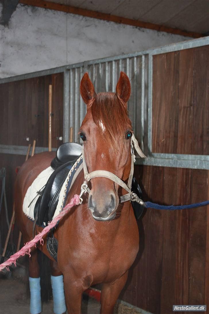 Tysk Sportspony Malibu billede 15