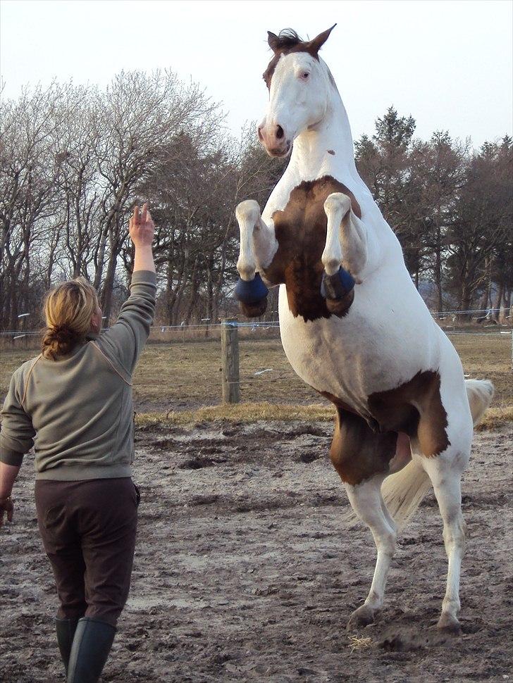 Paint JJ Mr Left White - Cirkushest.... billede 4