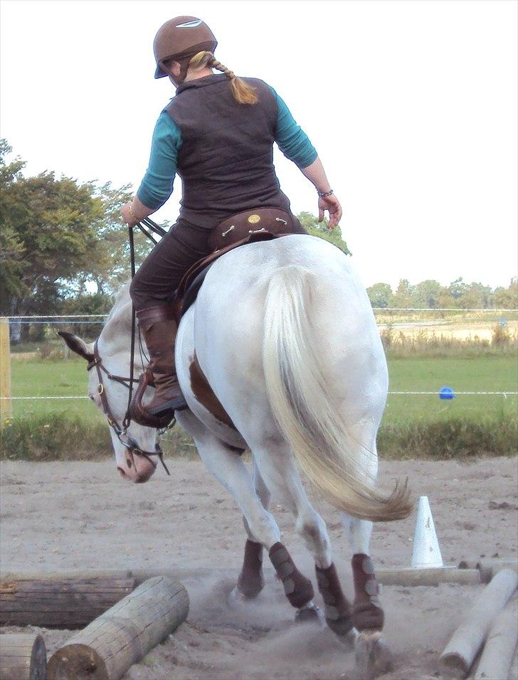 Paint JJ Mr Left White - Koncentreret mustang og hans moar... billede 5