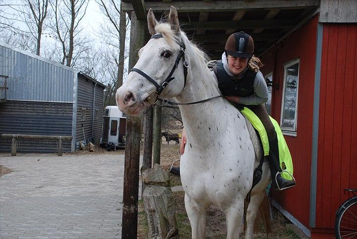Knabstrupper Isidor Phillip<33 *onkel*<3 [Moars tidl. lånehest] - DU KAN IKKE BESKRIVES!<3 billede 13