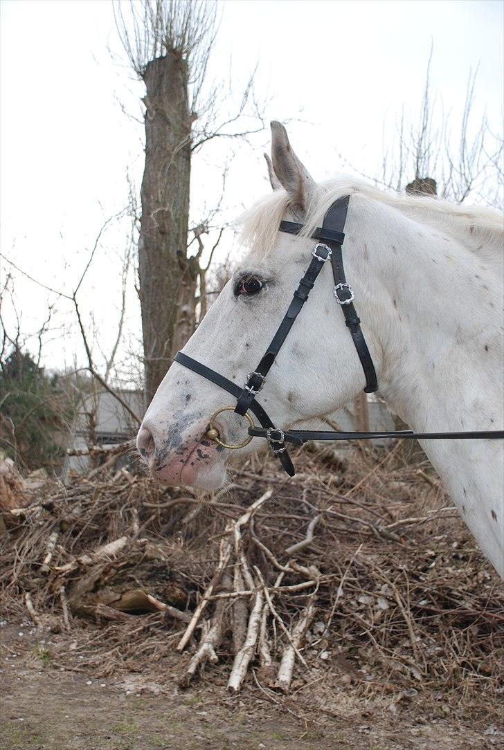 Knabstrupper Isidor Phillip<33 *onkel*<3 [Moars tidl. lånehest] - smukke!<3 billede 15