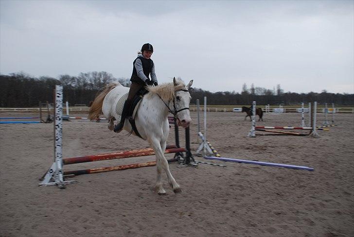 Knabstrupper Isidor Phillip<33 *onkel*<3 [Moars tidl. lånehest] - Første springtrænning, hvilket han klarede rigtig flot!:D stolt af ham! billede 16