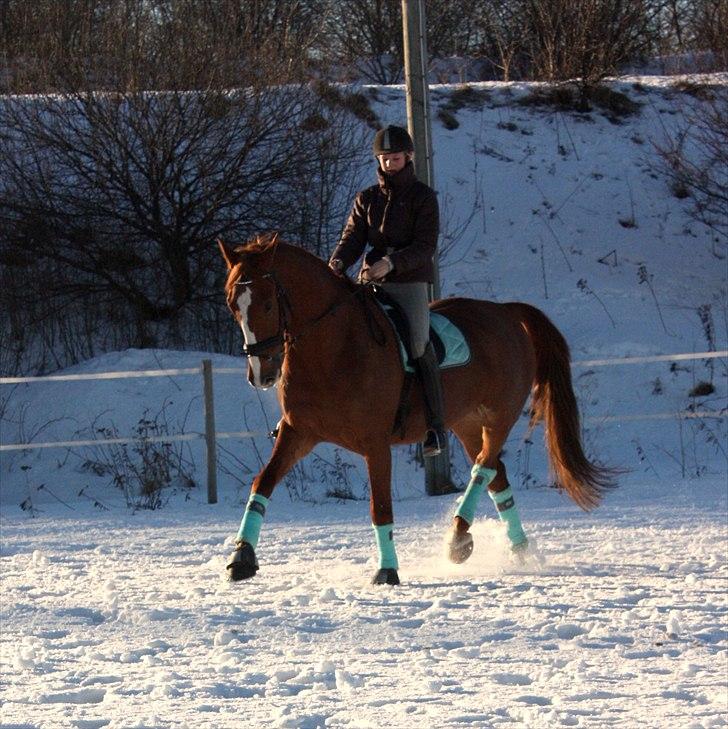 Anden særlig race Pascal af Egensevang - et lidt nyere (: <3 billede 11