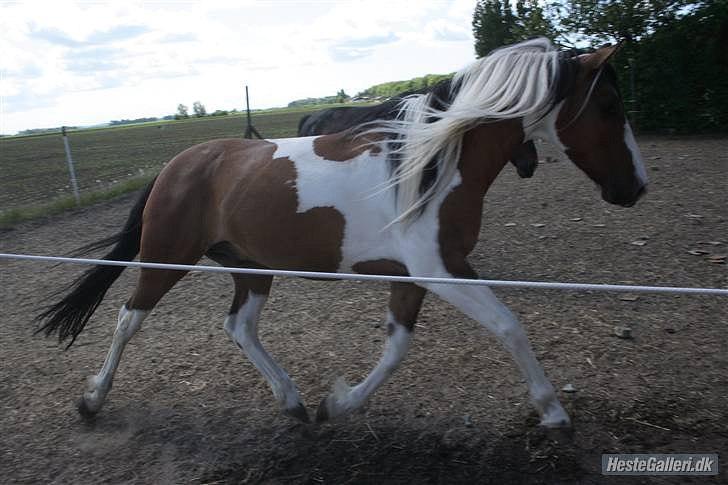 Anden særlig race Peiper - Løs på ridebanen billede 4