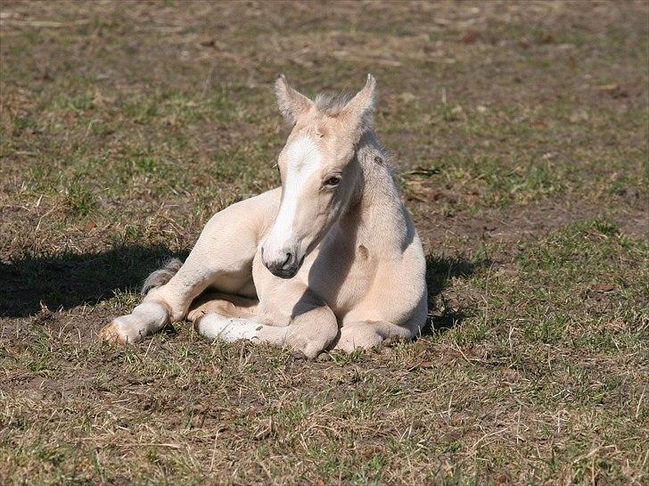DSP Lykkebo Comet billede 5