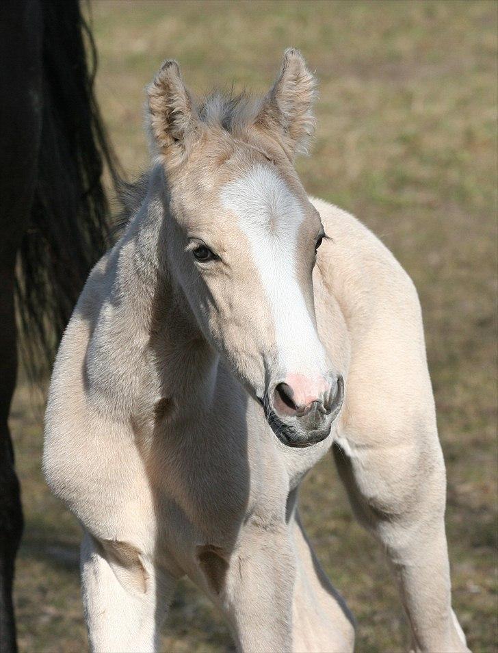 DSP Lykkebo Comet billede 6