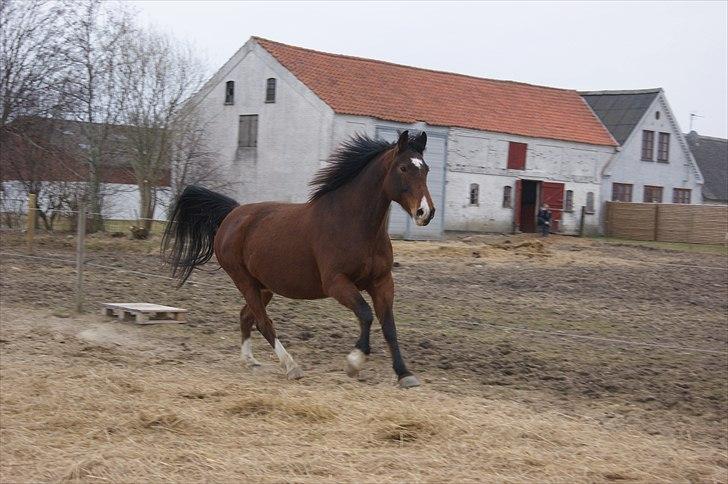 Anden særlig race Delano <3 Himmel hest <3 - Bare lidt for lækker billede 16