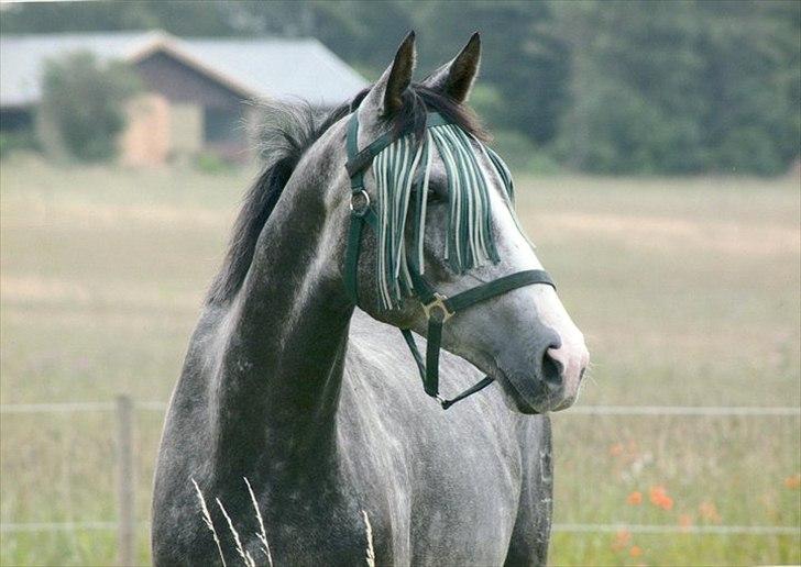 Dansk Varmblod Holkjærs Diablo - Diablo på fold ;)  billede 1