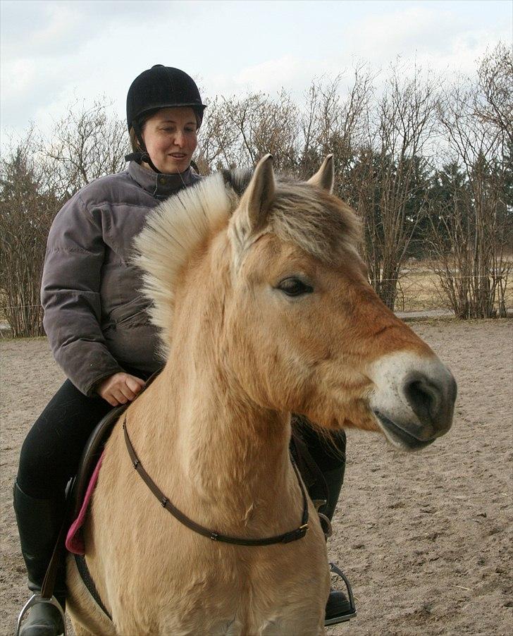 Fjordhest Ingegårds Emma - Uden trense :-) billede 18