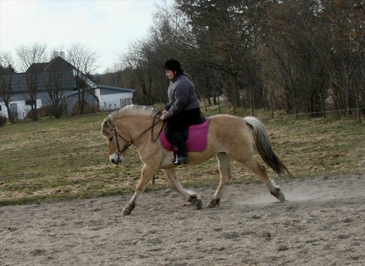 Fjordhest Ingegårds Emma - Trav.. lidt spændt billede 19