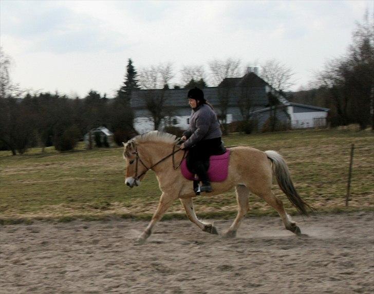 Fjordhest Ingegårds Emma - Igen lidt spændt.. billede 20
