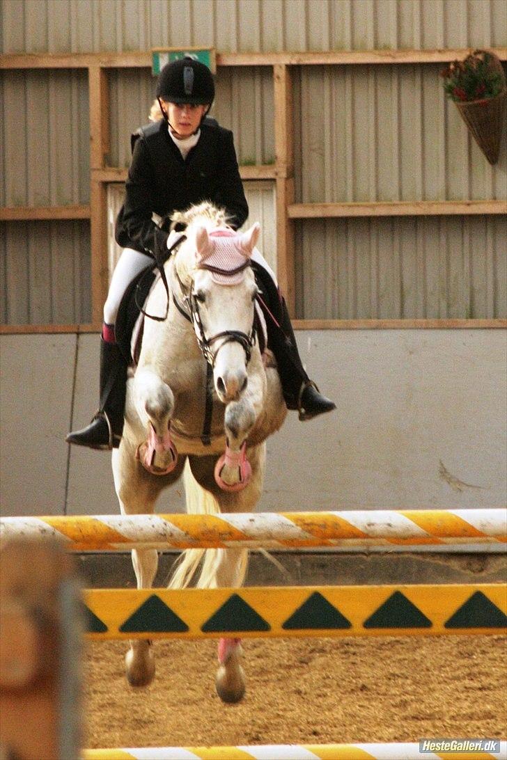 Anden særlig race Laura min prinsesse:) solgt - la pony tinglev:D billede 18