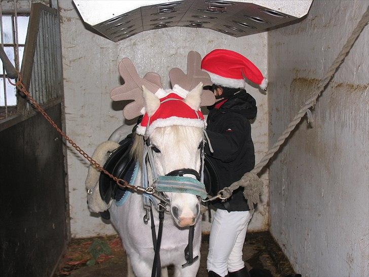 Welsh Pony (sec B) beauty - beauty gøres klar til juleshowet billede 14