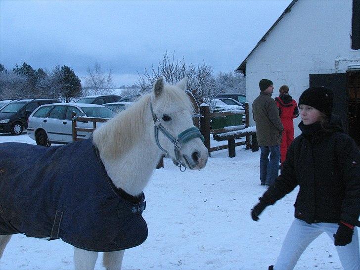 Welsh Pony (sec B) beauty - beauty i sneen  billede 16